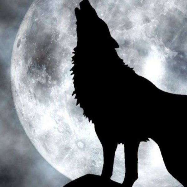 Волк на фоне Луны