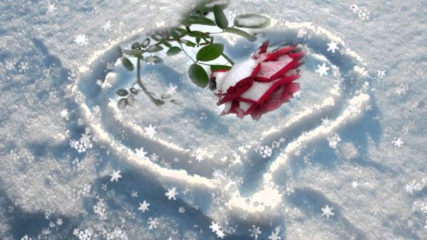 Роза на снегу в сердце