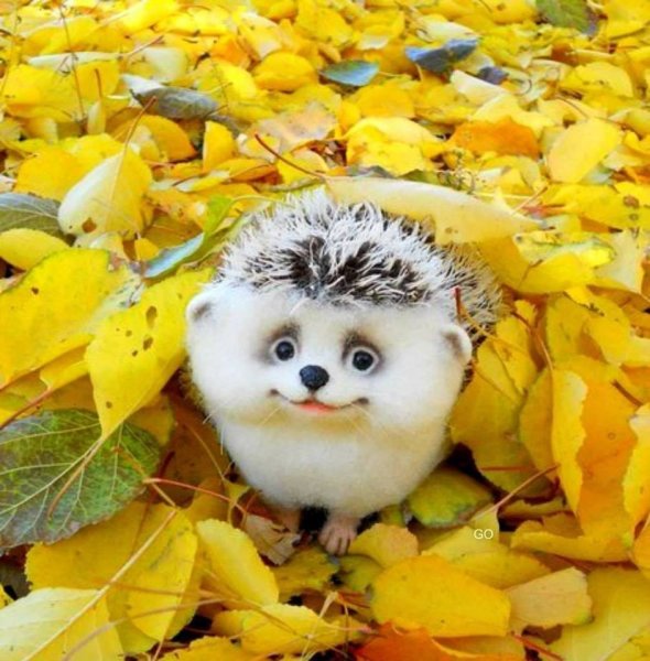 Смешные и добрые пожелания с осенним утром