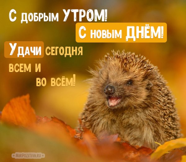Добрые пожелания с ежиком