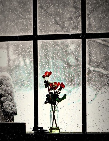 Цветы на заснеженном окне
