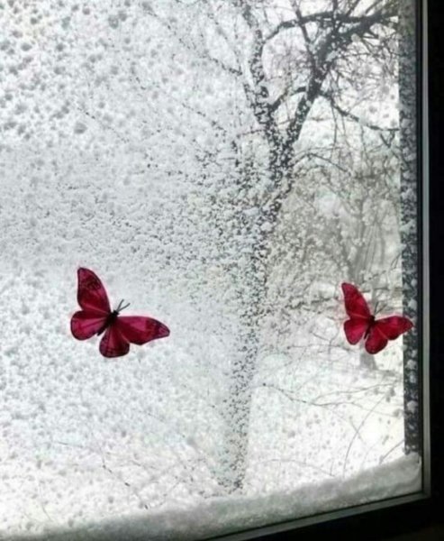 Бабочка на зимнем окне