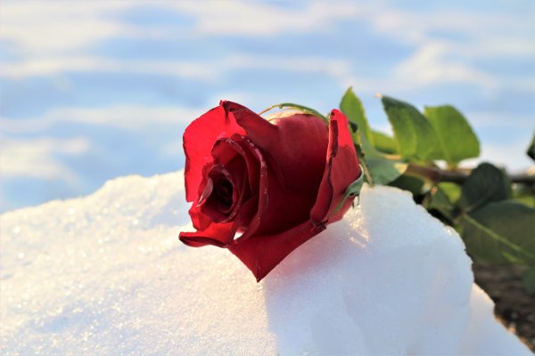 Розы на снегу