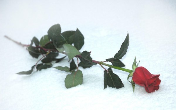 Одна роза на снегу