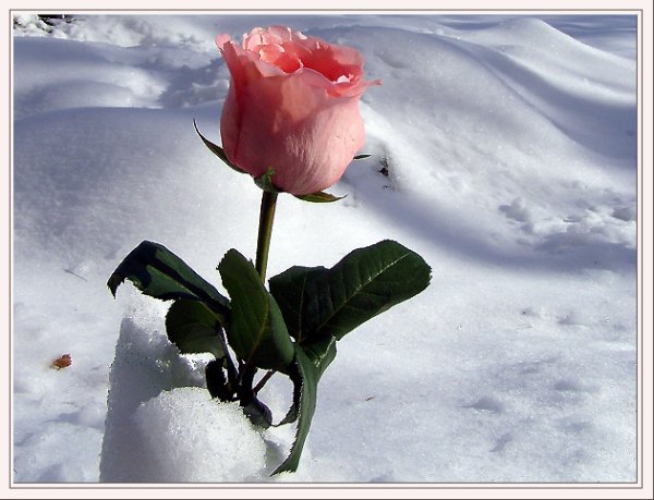Открытки розы на снегу