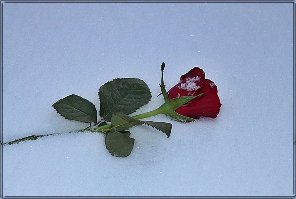 Одинокая роза на снегу