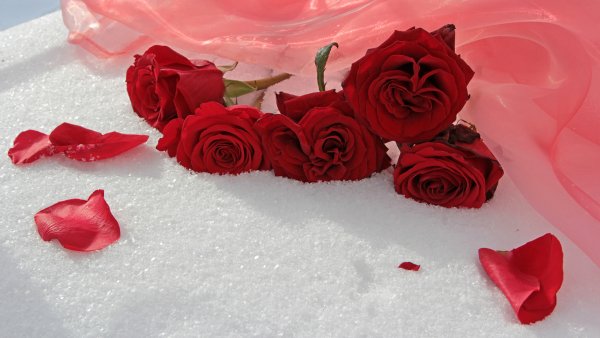 Красная роза на снегу