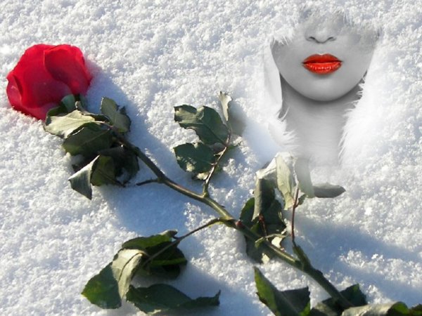 Открытки розы на снегу