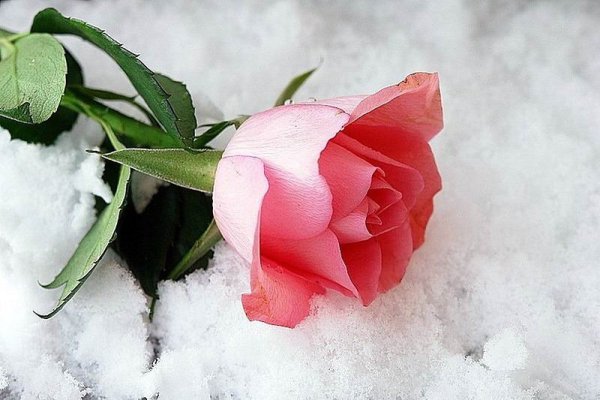 Нежные розы на снегу