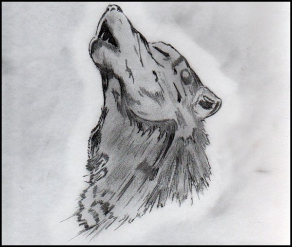 Вой волка рисунок