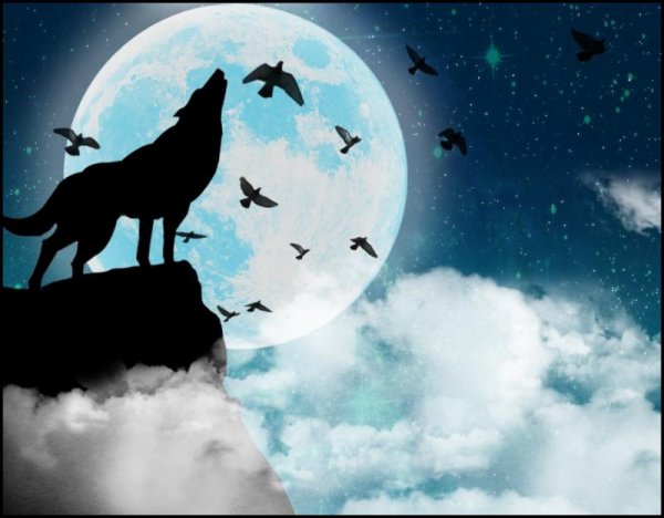 Волк воет на луну рисунок