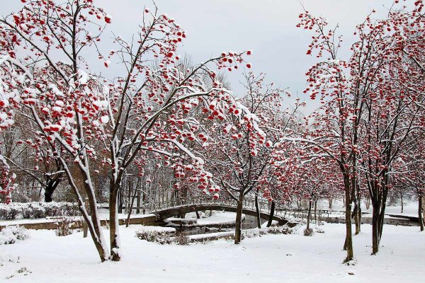Дерево рябина в снегу
