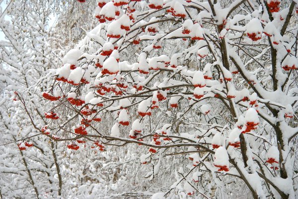 Рябина обыкновенная зима