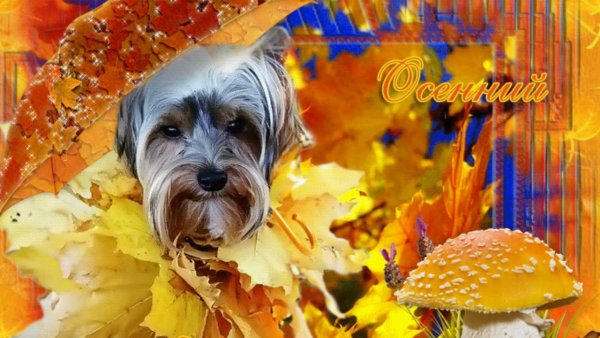 Теплый осенний привет