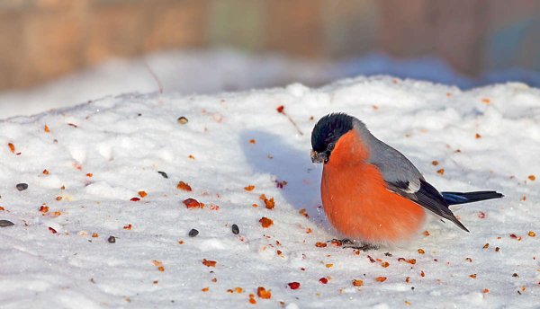 Снегири на снегу