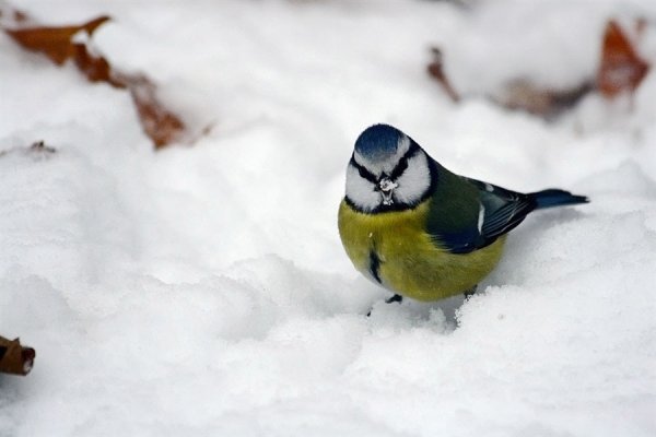 Синичка зима