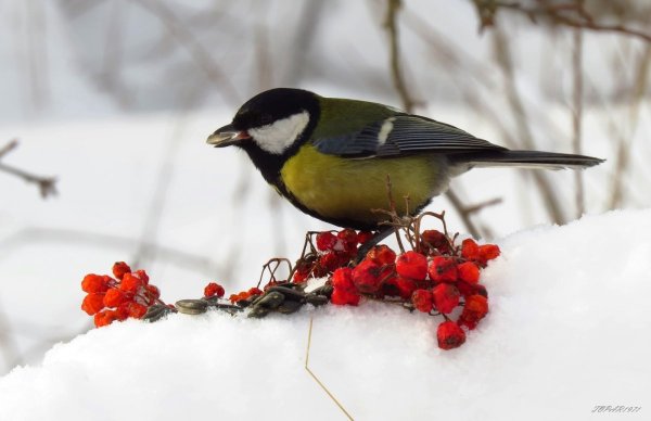 Синица зима