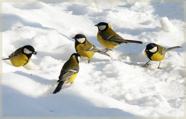 Синички на снегу