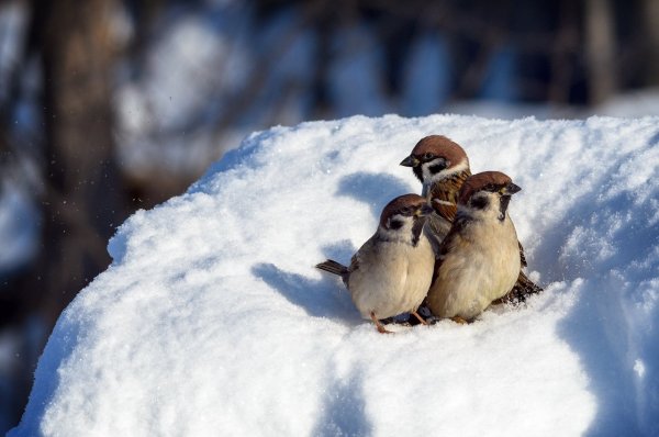 Воробей зима