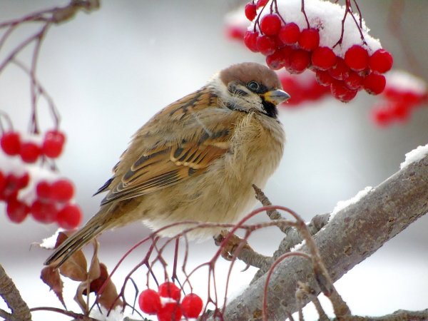 Воробьи на ветке зимой