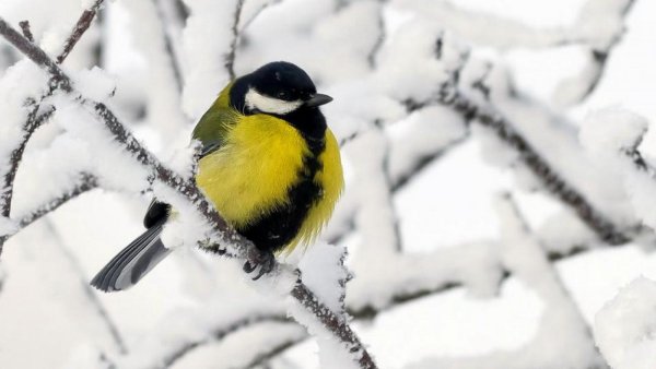 Зимующие птицы синица