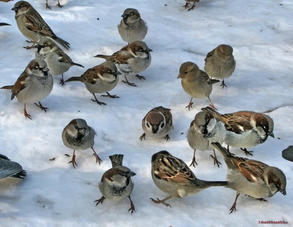 Стая Воробьев