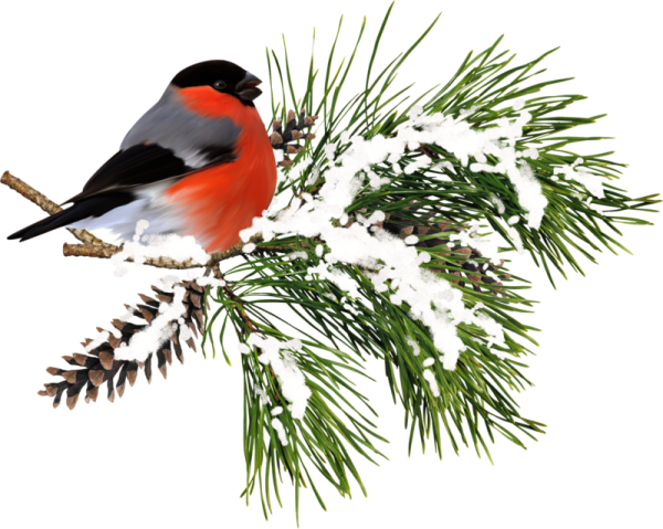 Снегирь на еловой ветке