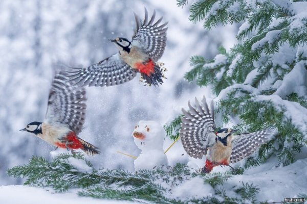 Снегири в зимнем лесу