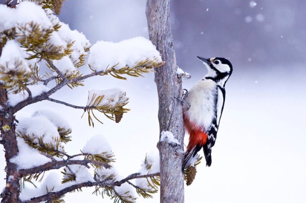 Птицы в зимнем лесу
