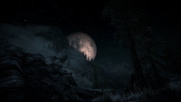 Луна в лесу