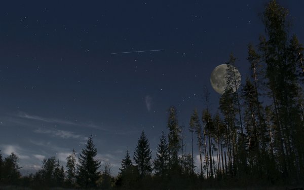 Лес с деревьями до Луны