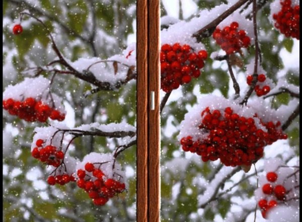 Рябина под окном