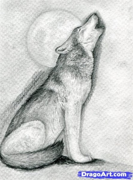 Как нарисовать морду волка карандашом — 2 урока для начинающих