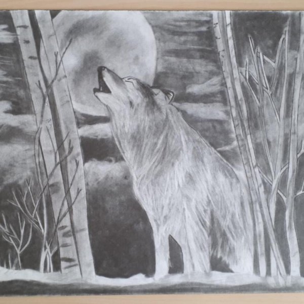 Волк в лесу рисунок карандашом