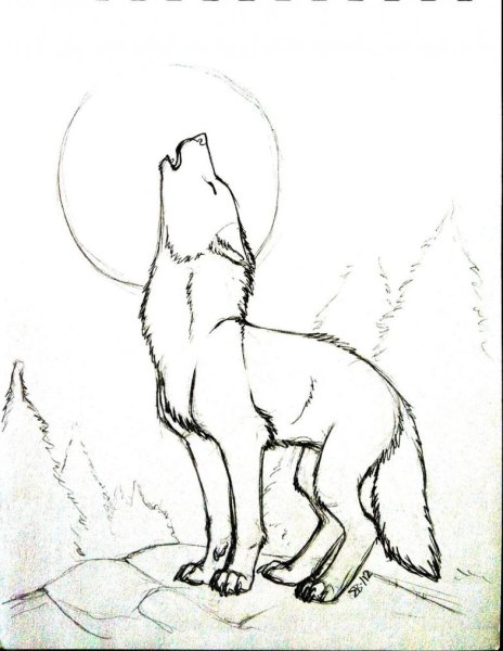 Школа рисования: волк из под карандаша