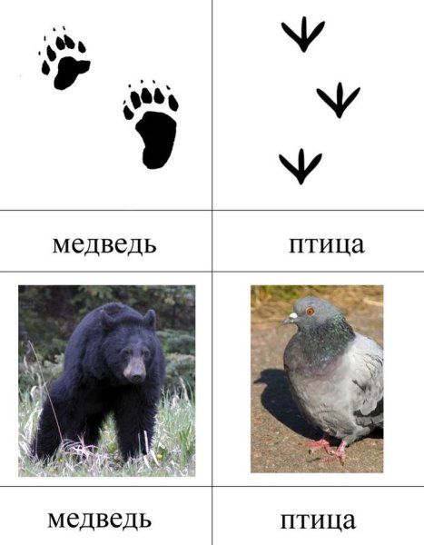 Следы животных с названиями