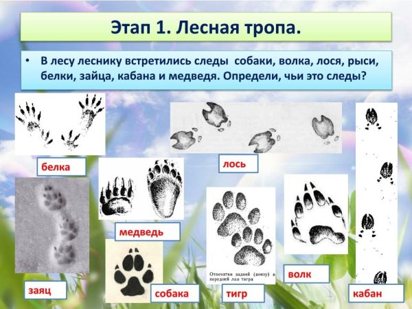 Следы волка зайца медведя лисы