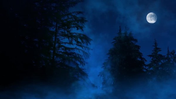 Луна в лесу синяя