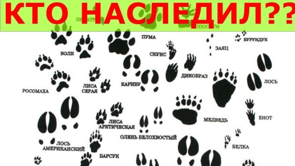 Следы диких животных на земле