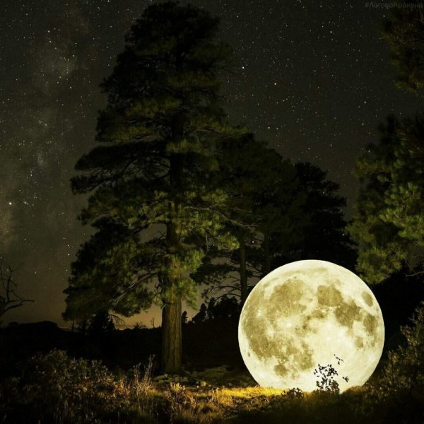 Ночной лес с луной