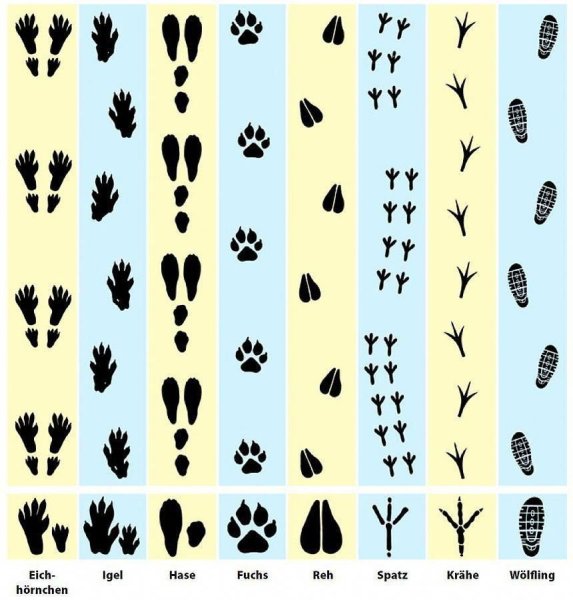 Следы животных на снегу