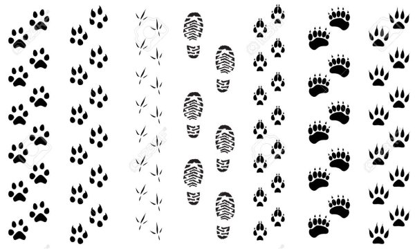 Следы мелких животных