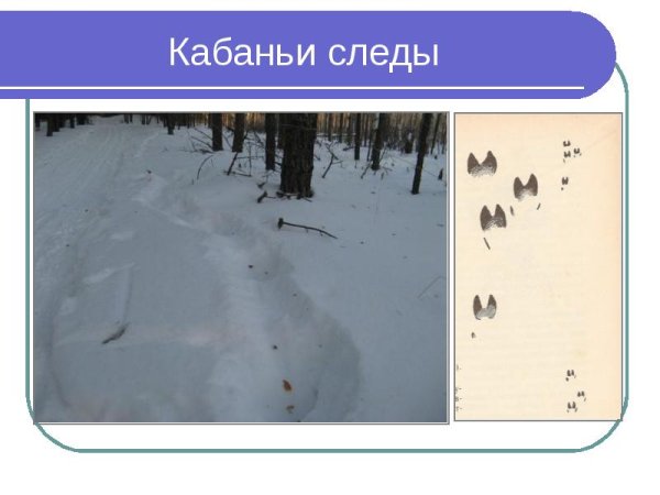 Следы птиц и зверей на снегу