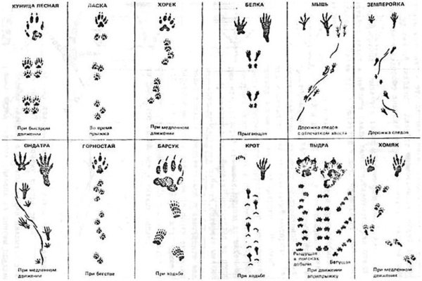 Следы птиц и зверей зимой на снегу 2 класс