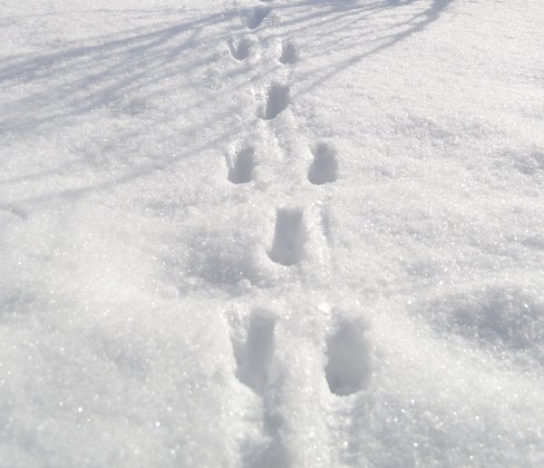 Следы зверей на снегу