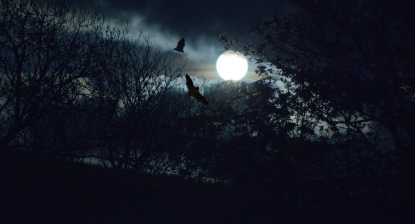 Ночной лес при Луне