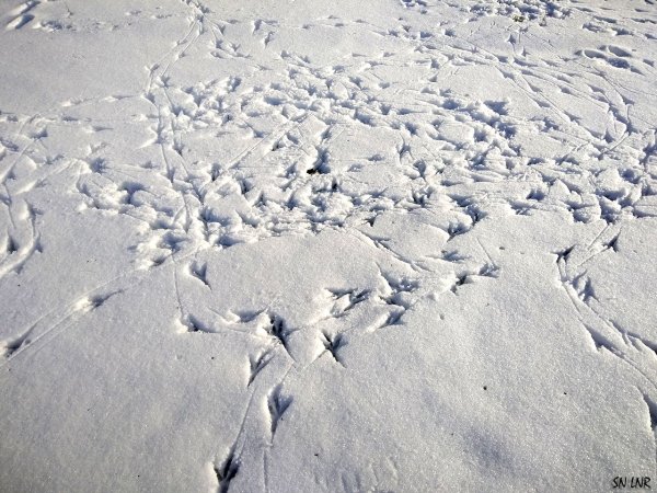 Следы животных на снегу