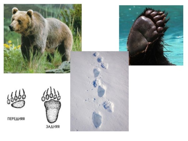 Следы диких животных на снегу