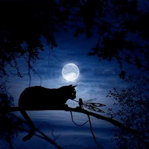 Кошка в лунном свете