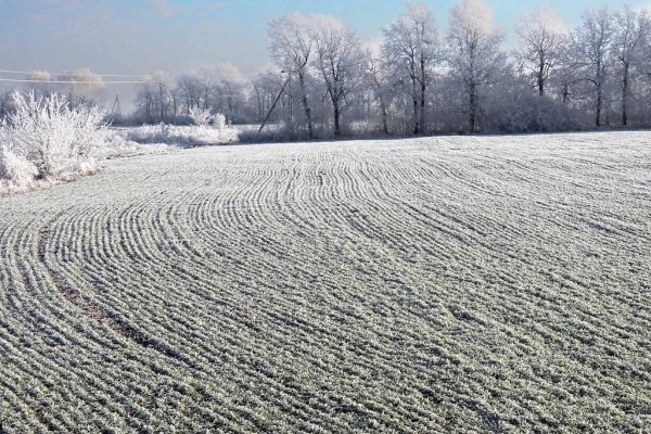 Снежное поле